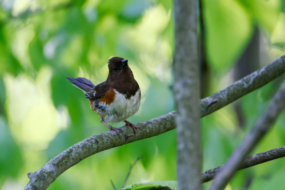 Eastern Towhee - ML620151192