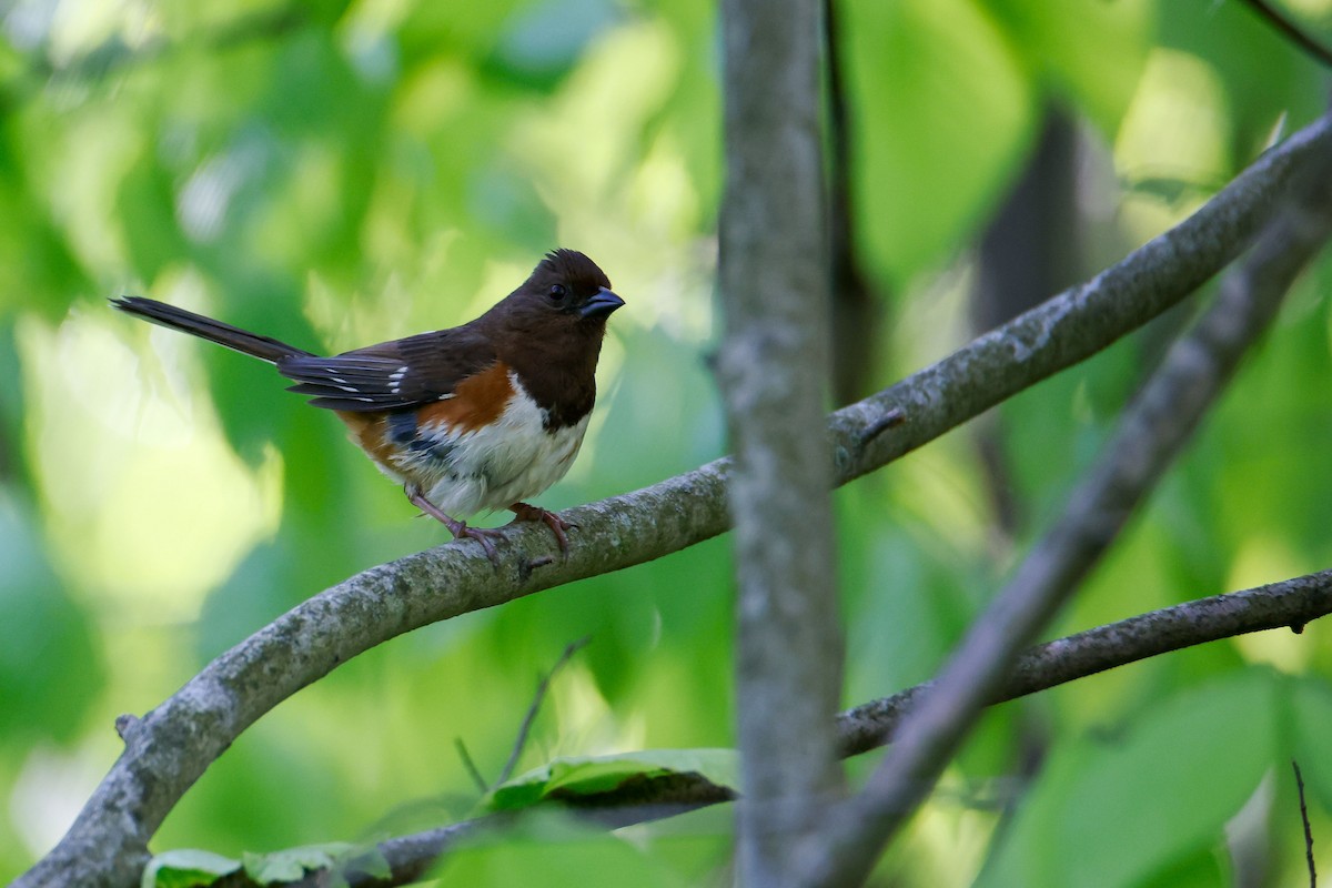 Eastern Towhee - ML620151193