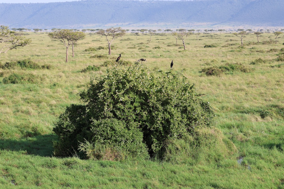 African Openbill - ML620151194