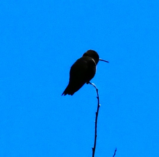 Black-chinned Hummingbird - ML620151197
