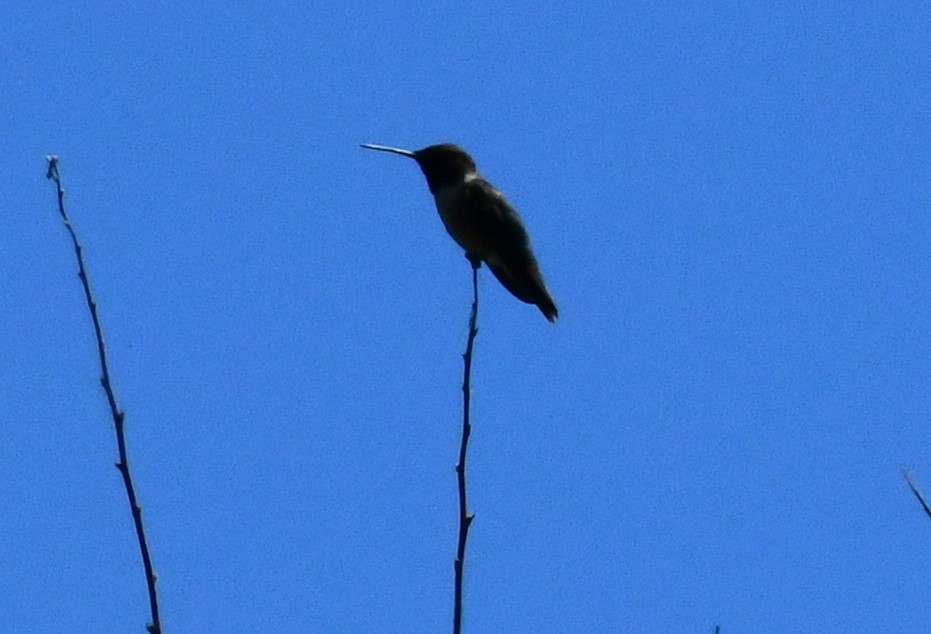 Kara Boğazlı Kolibri - ML620151208