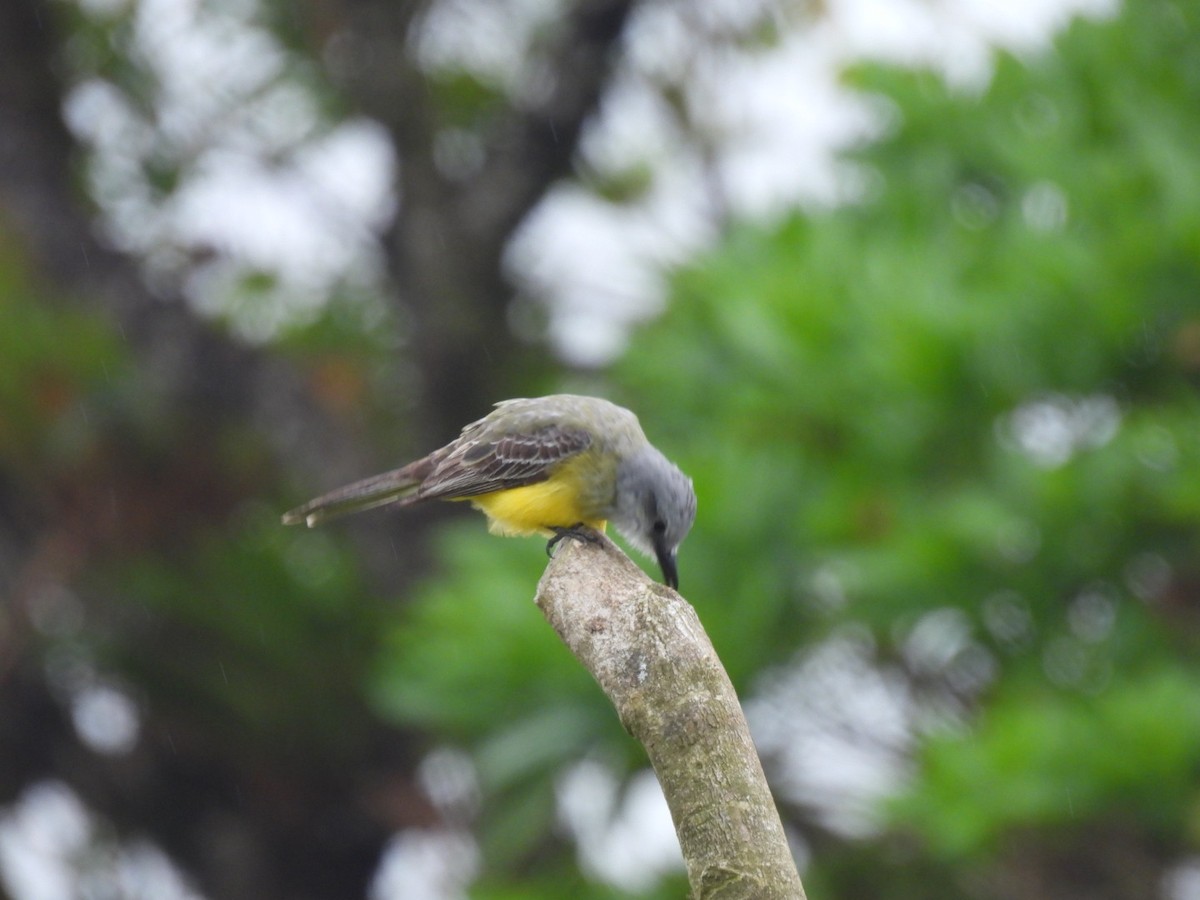 Tropical Kingbird - Claire J.
