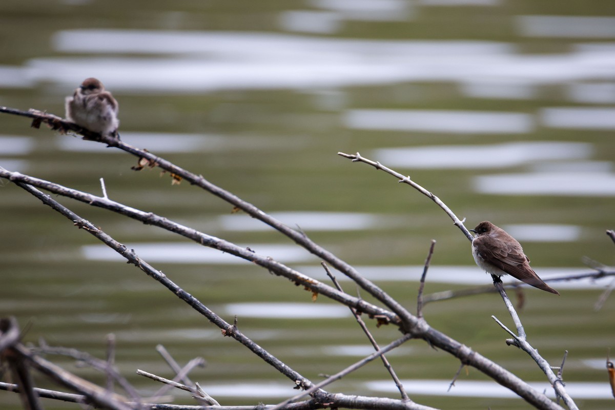 Northern Rough-winged Swallow - ML620151220
