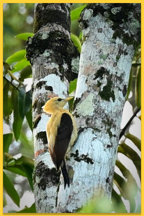 Cream-colored Woodpecker - ML620151221