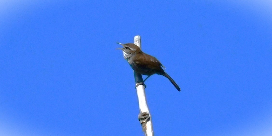 Bewick's Wren - ML620151233