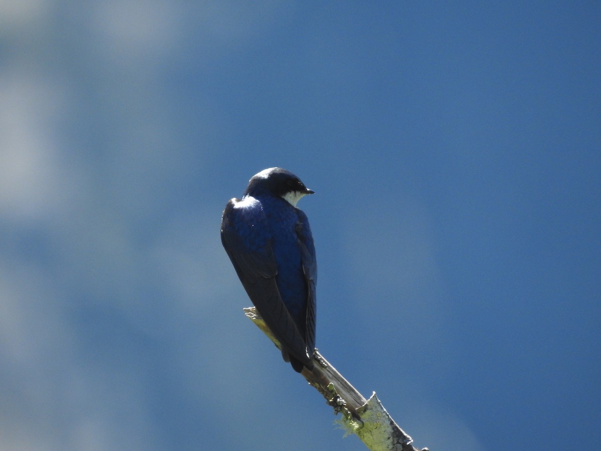 Tree Swallow - ML620151235
