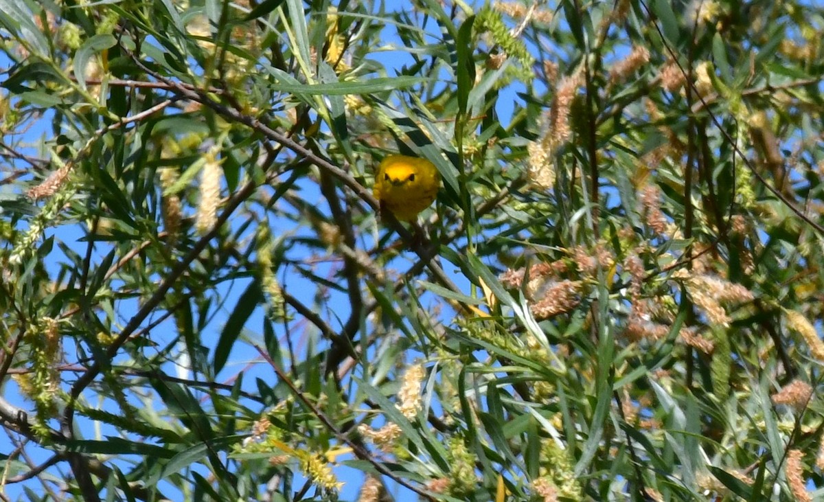 Yellow Warbler - ML620151252