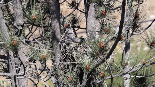 Red-shouldered Hawk (elegans) - ML620151256