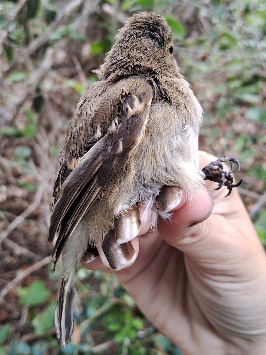 elaenia sp. (genus Elaenia) - Valeria Torrado