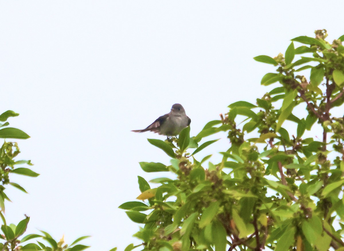 Eastern Wood-Pewee - ML620151269