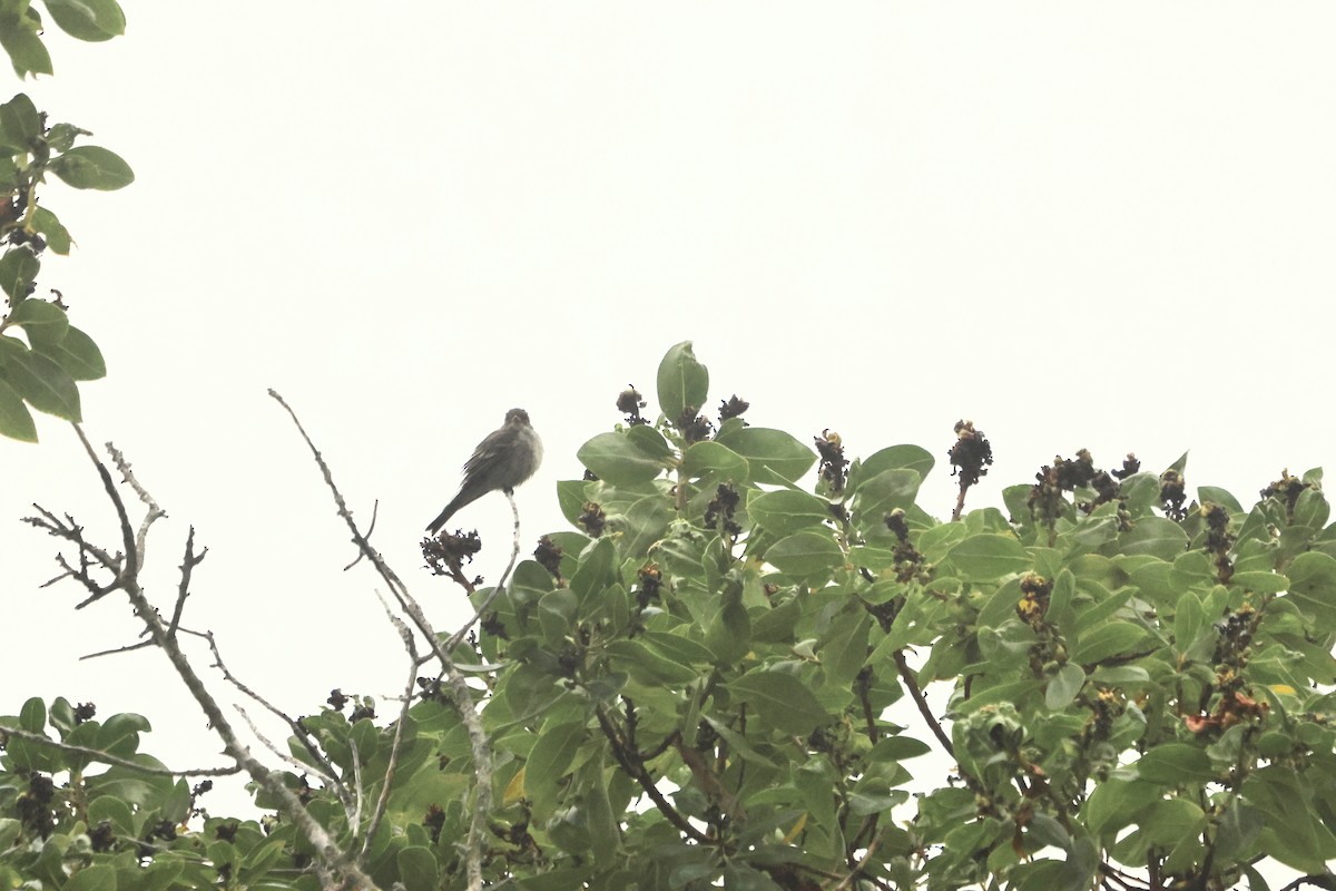 Eastern Wood-Pewee - ML620151273