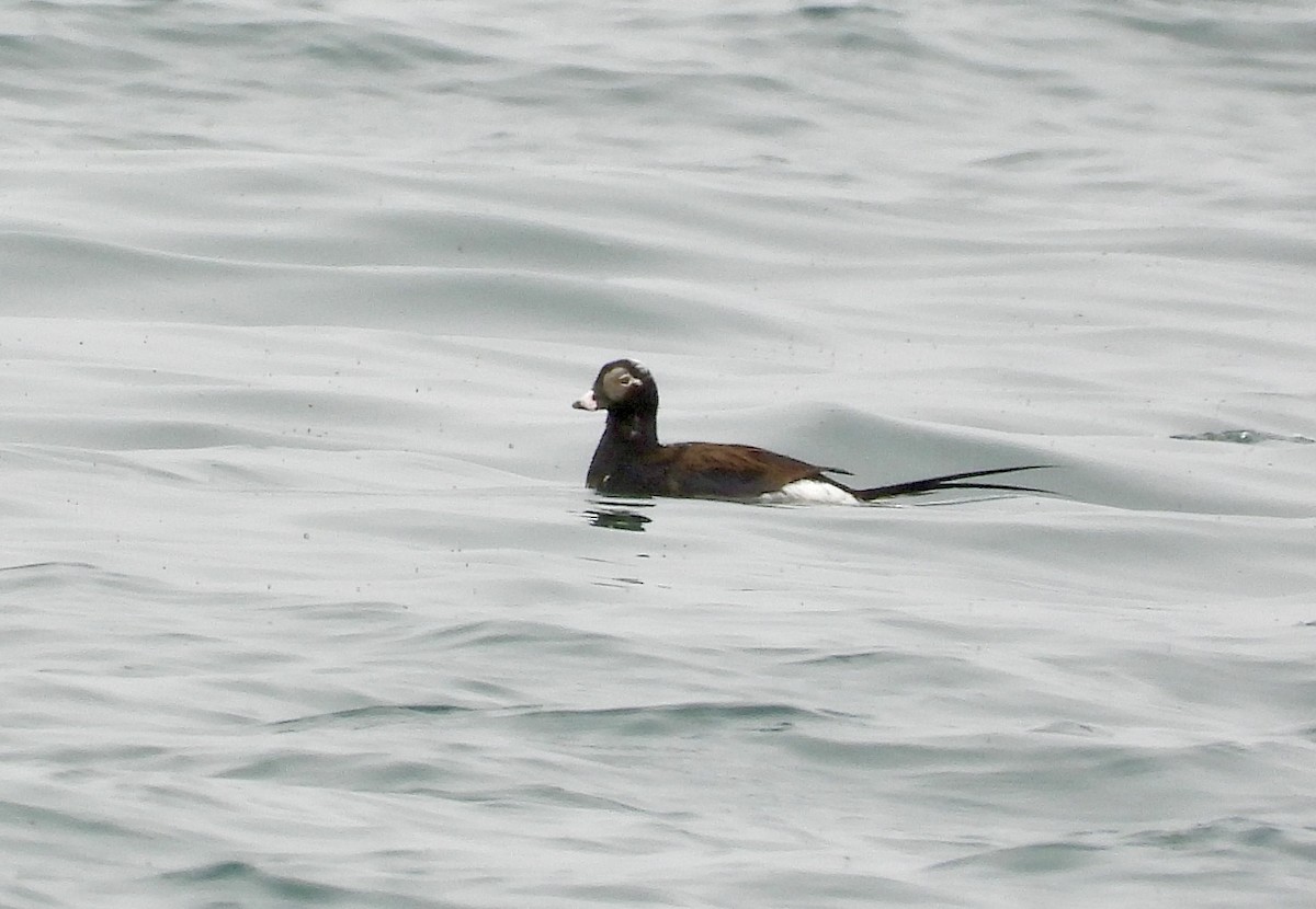 Long-tailed Duck - ML620151296