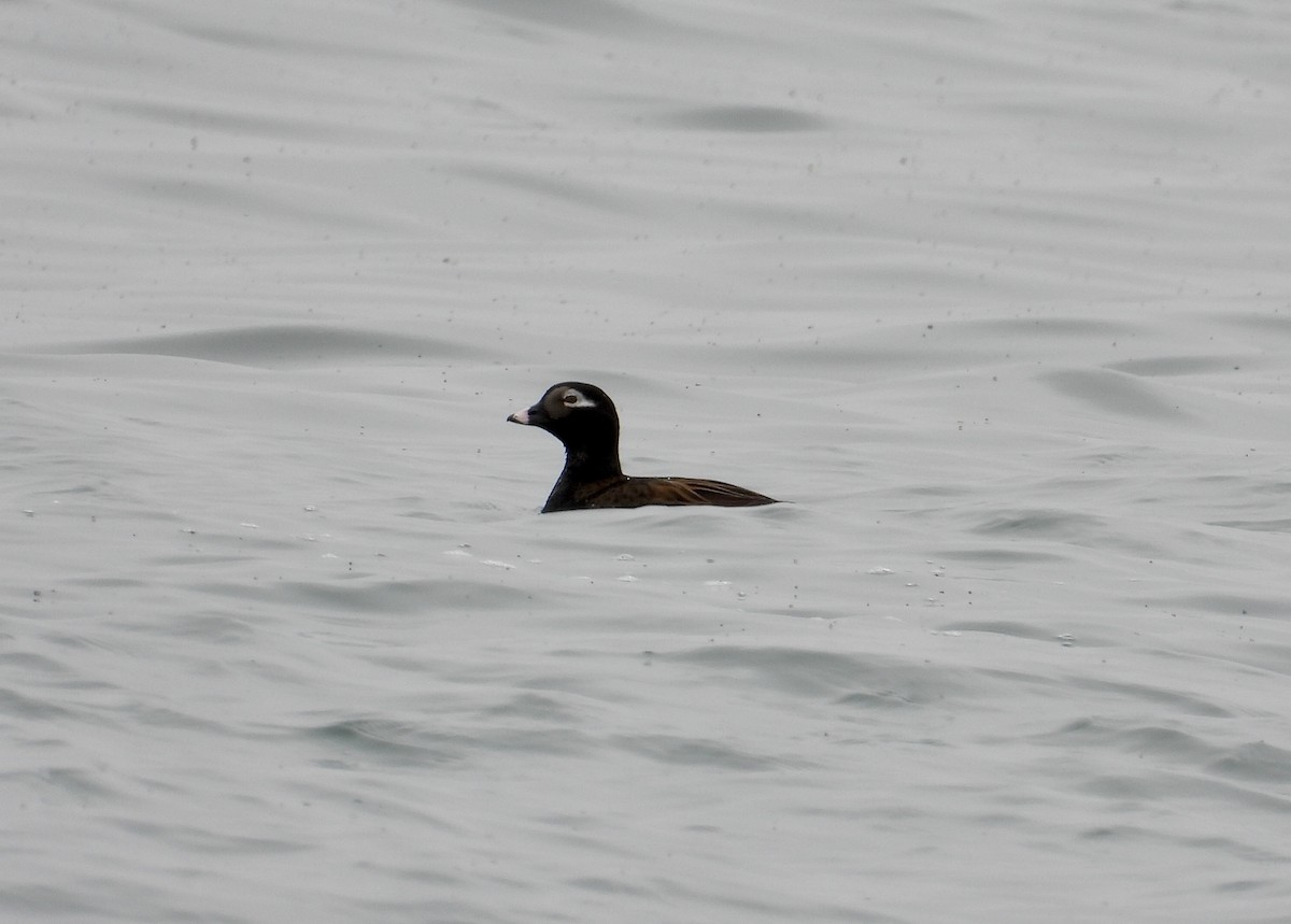 Long-tailed Duck - ML620151297