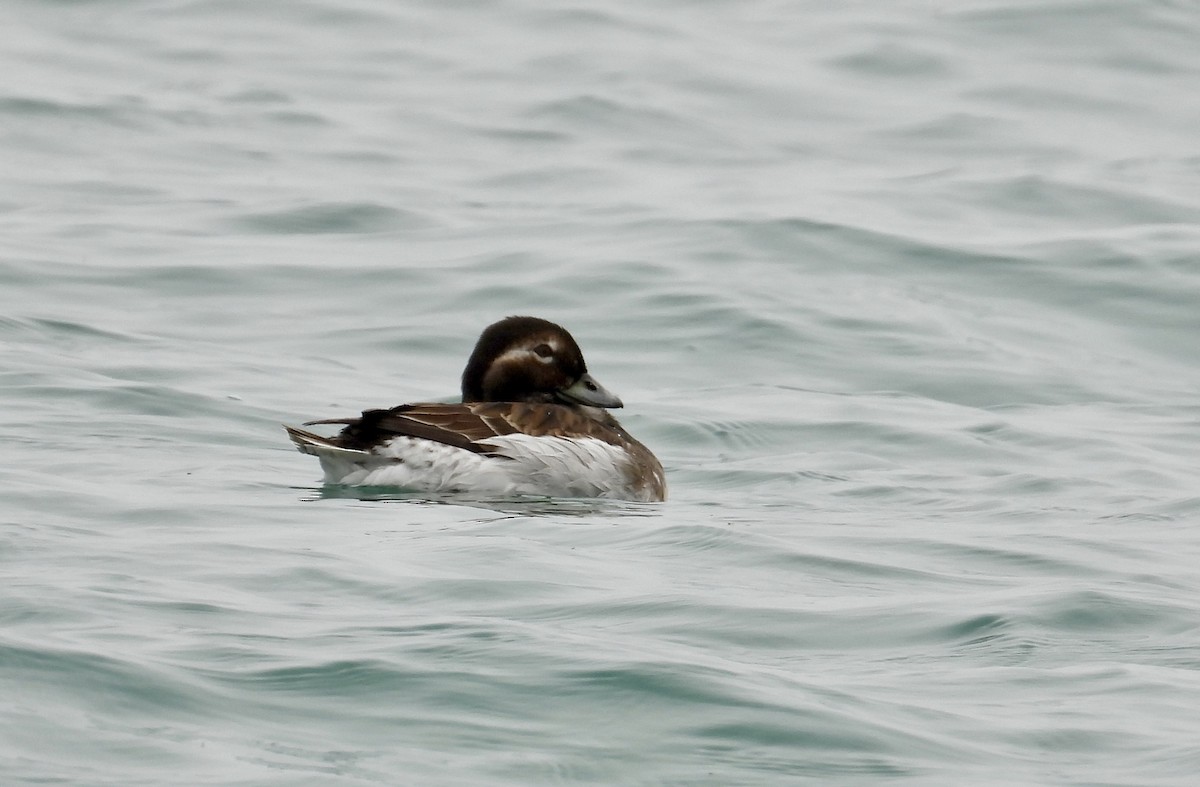 Long-tailed Duck - ML620151298