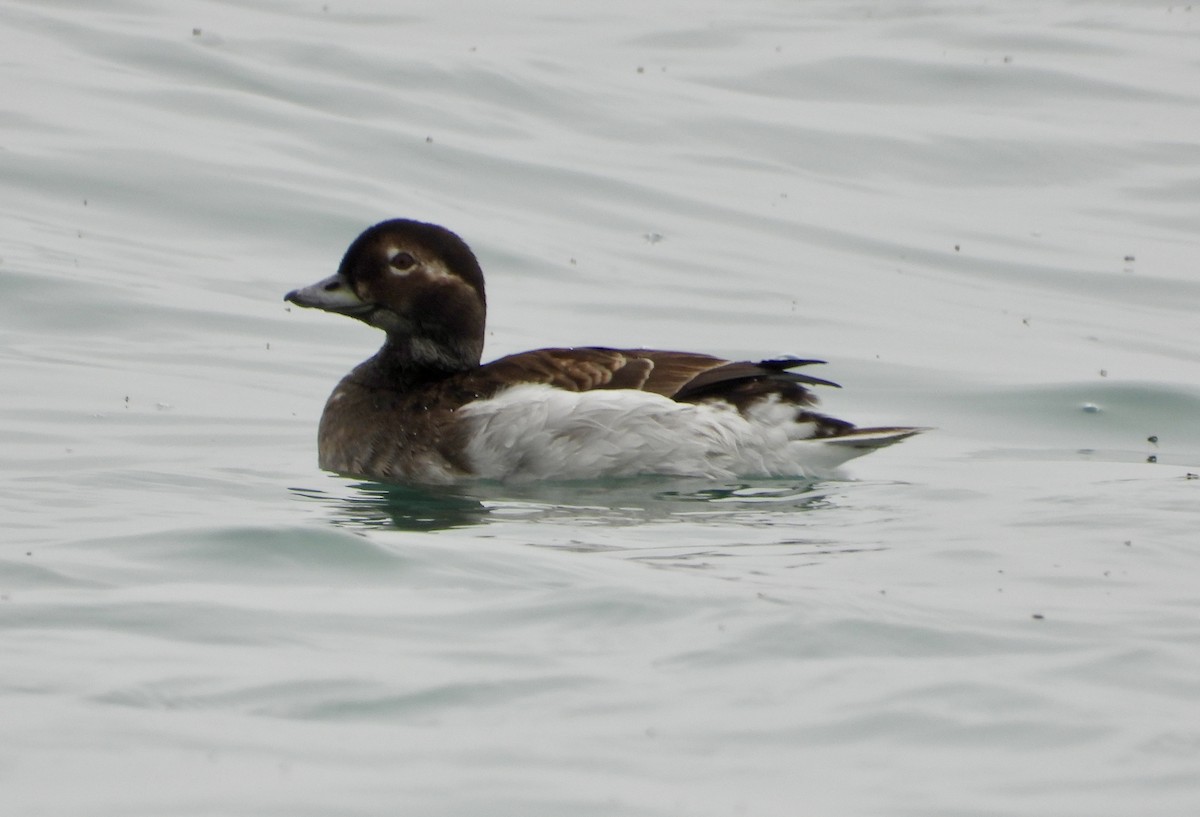 Long-tailed Duck - ML620151299