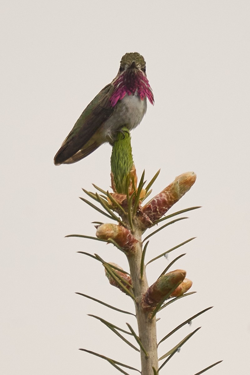 Calliope Hummingbird - ML620151300