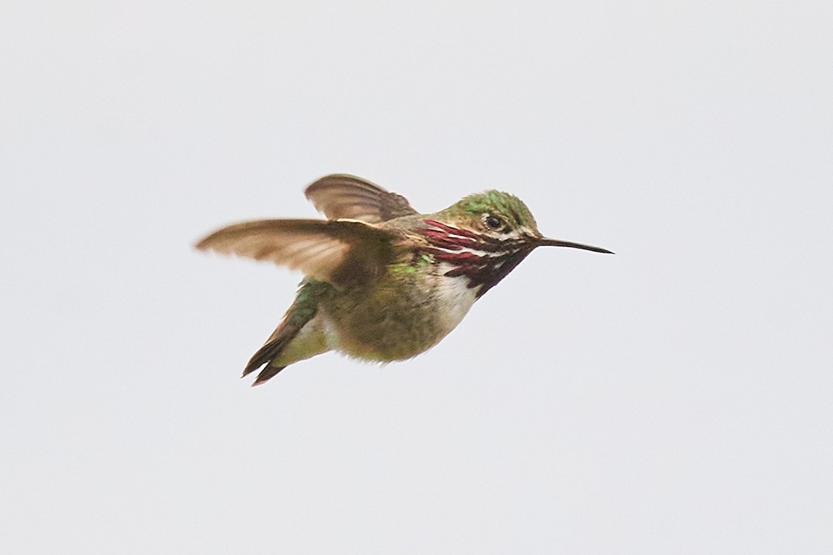 Calliope Hummingbird - ML620151301