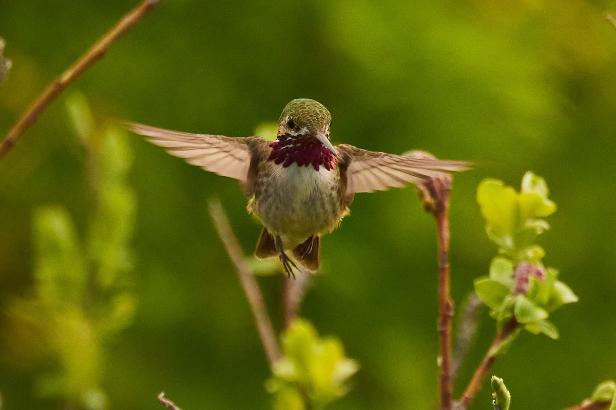 Calliope Hummingbird - ML620151302