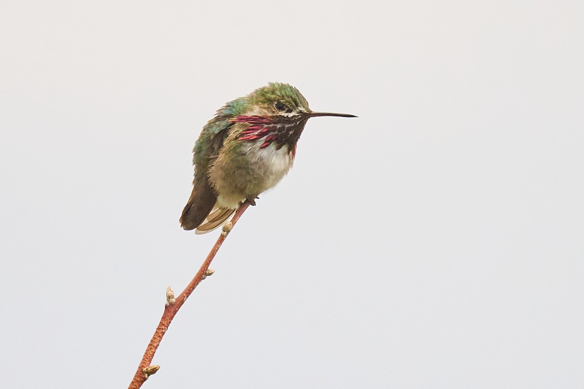 Calliope Hummingbird - ML620151303
