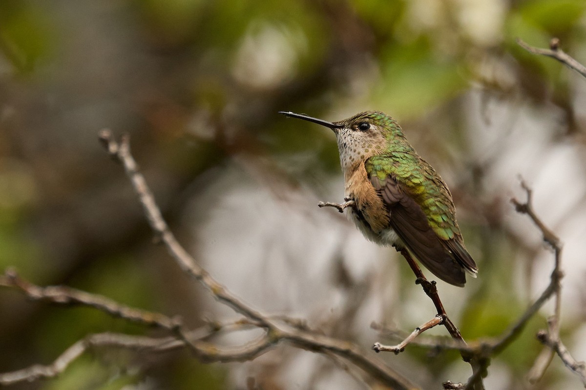 Calliope Hummingbird - ML620151304