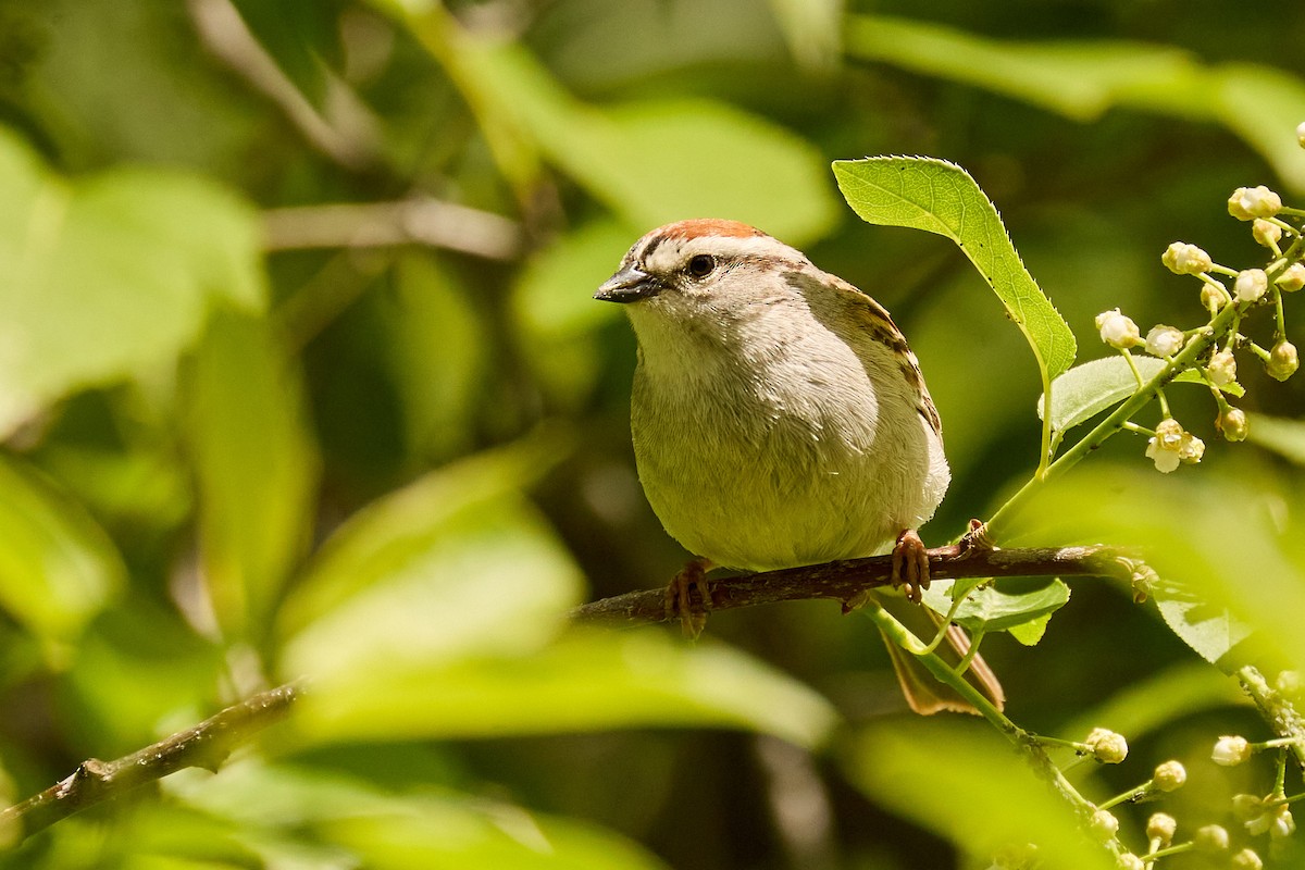 Chipping Sparrow - ML620151311