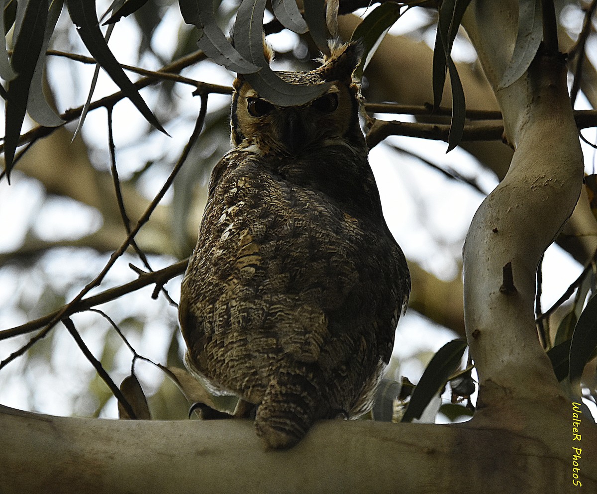 Great Horned Owl - ML620151312