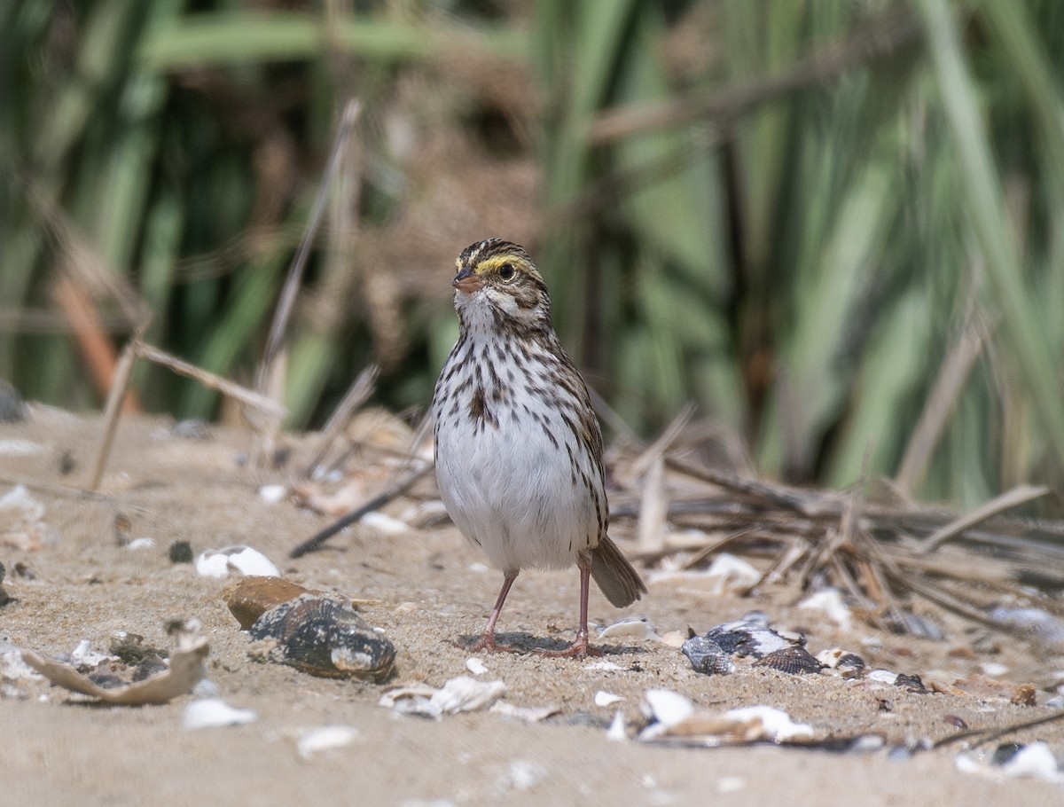 Savannah Sparrow - ML620151315