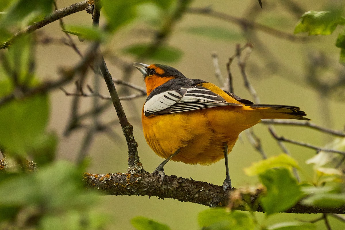 Bullock's Oriole - ML620151316