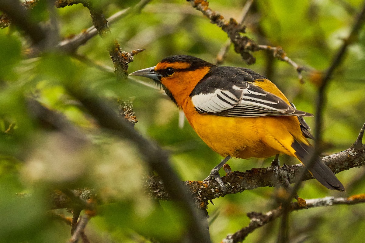 Bullock's Oriole - Ed Yong