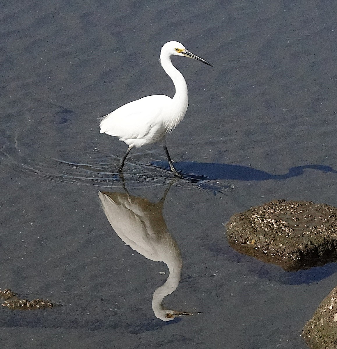 Little Egret (Australasian) - ML620151323