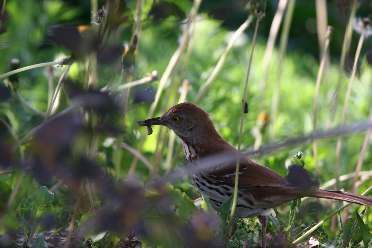 Brown Thrasher - ML620151325