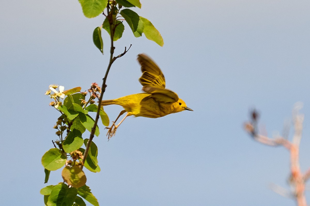 Yellow Warbler - ML620151327