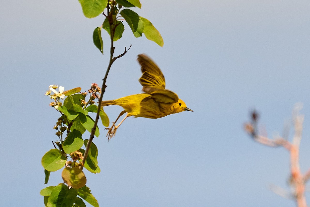 Paruline jaune - ML620151327