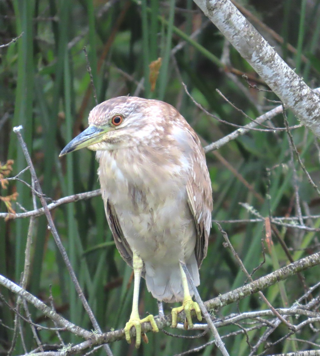 Black-crowned Night Heron - ML620151328