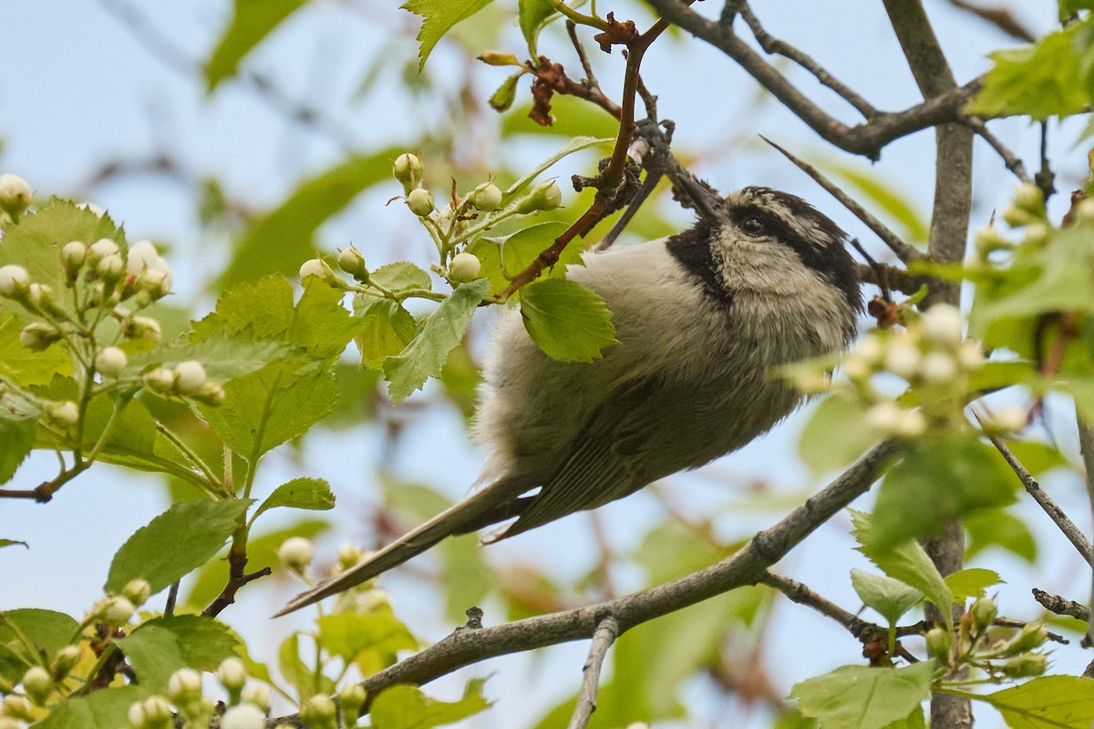 Mountain Chickadee - ML620151329