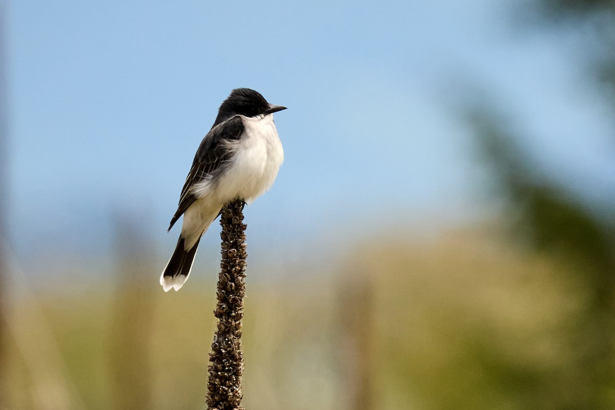 Eastern Kingbird - ML620151331