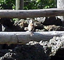 Black-throated Sparrow - ML620151332