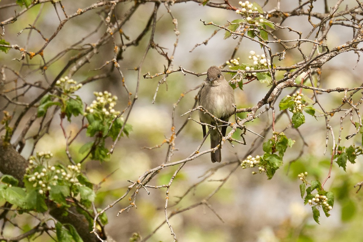 Western Wood-Pewee - Ed Yong