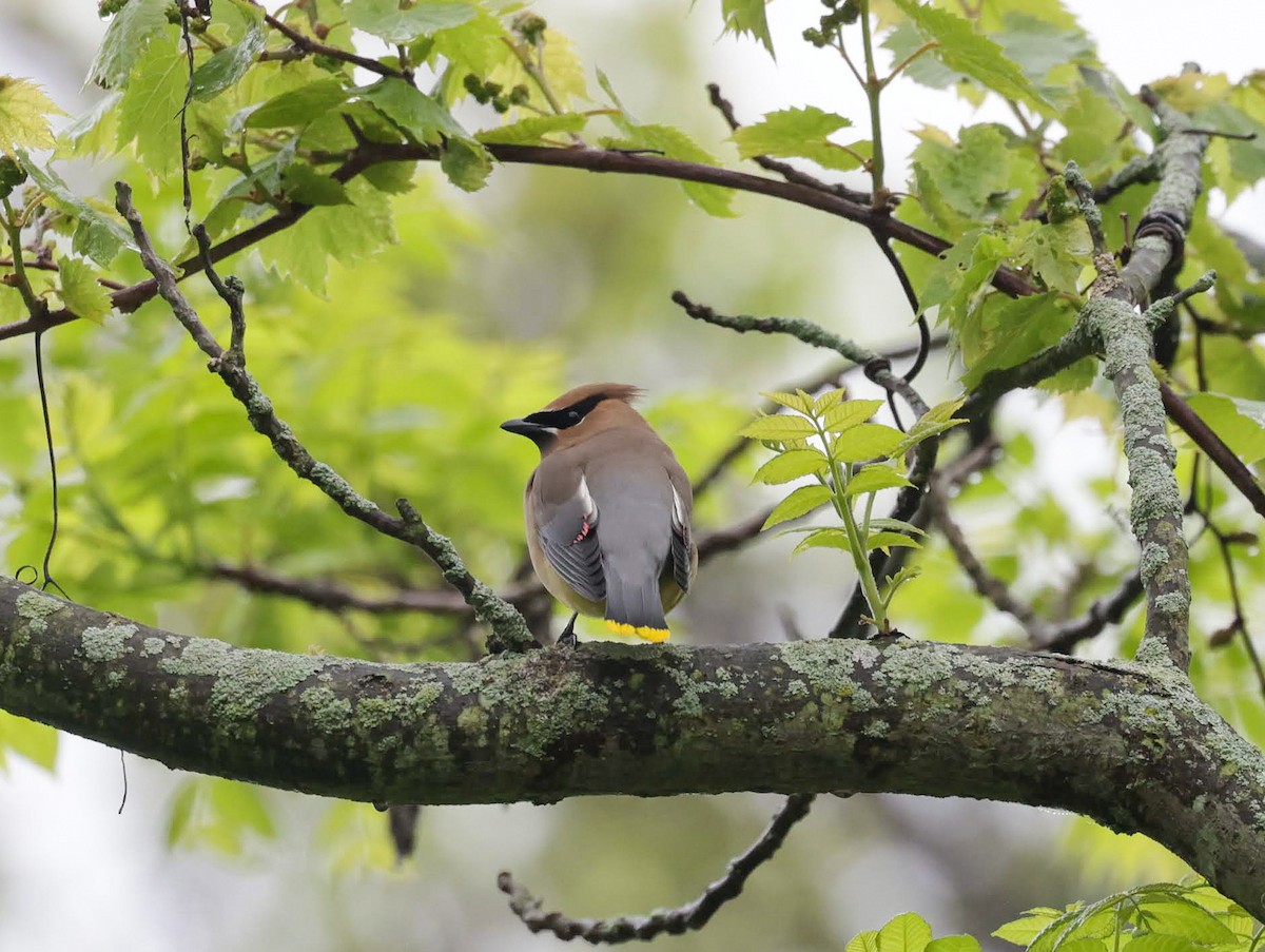 Cedar Waxwing - ML620151339