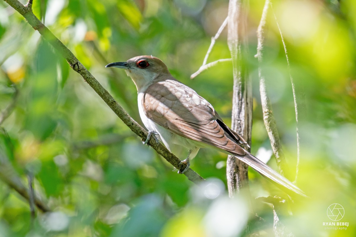 Black-billed Cuckoo - ML620151343