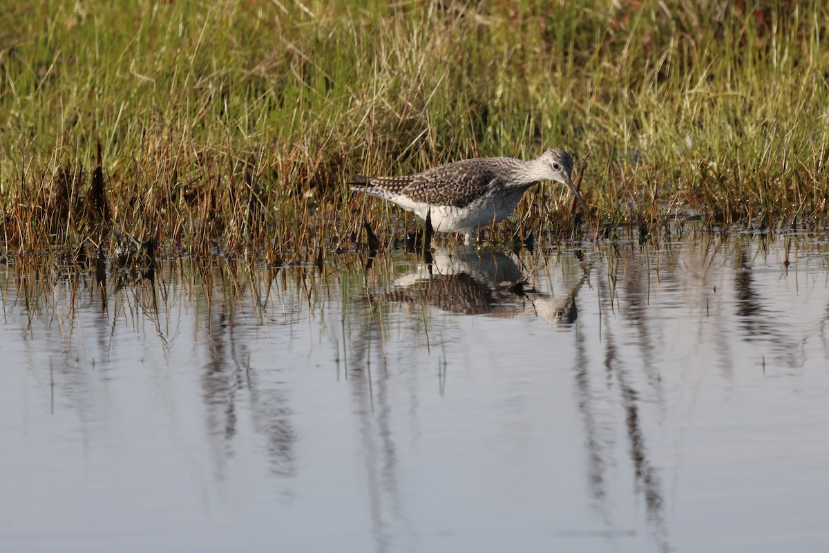 Greater Yellowlegs - ML620151344