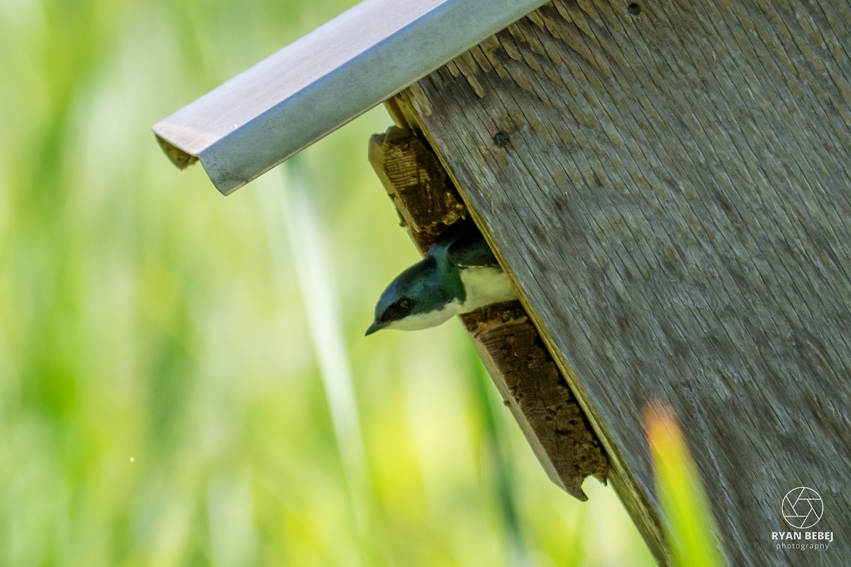 Tree Swallow - ML620151351