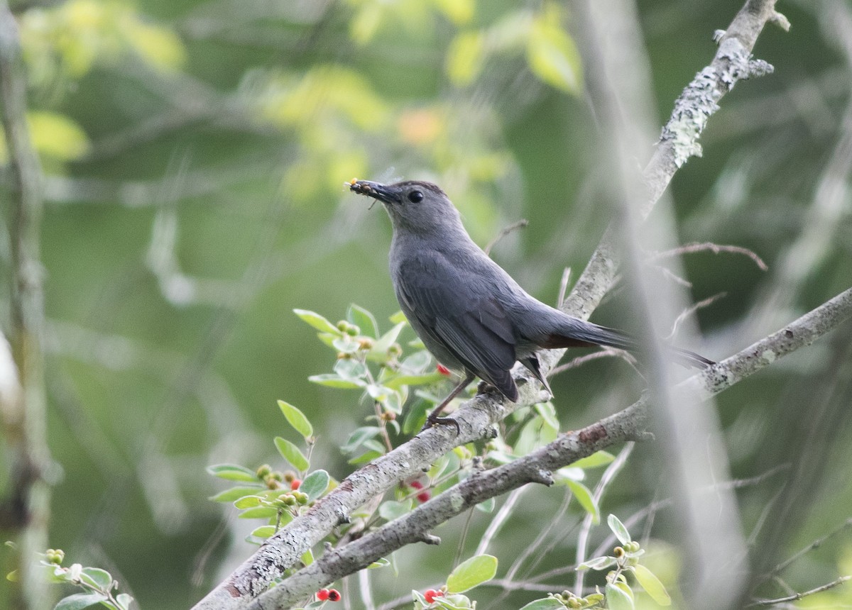 Gray Catbird - ML620151353