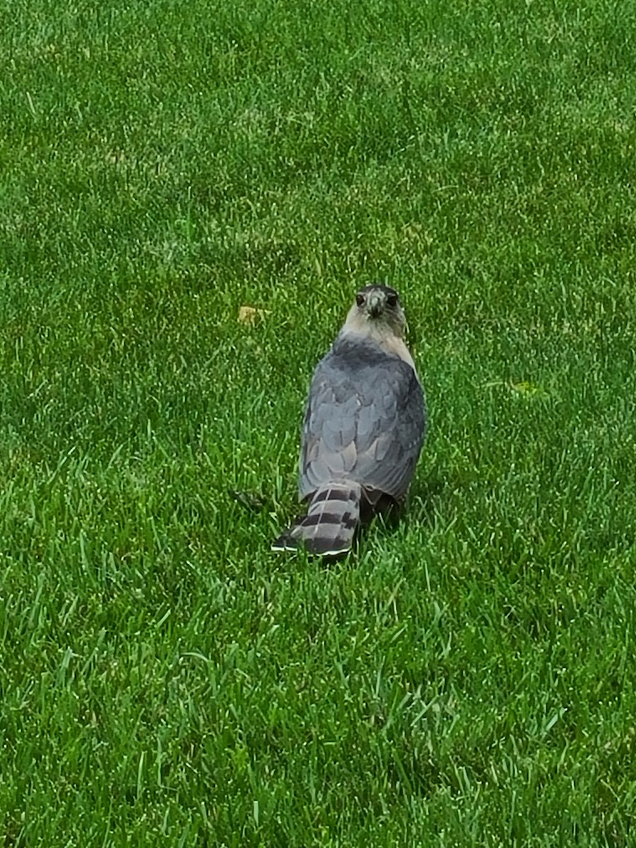 Cooper's Hawk - ML620151367