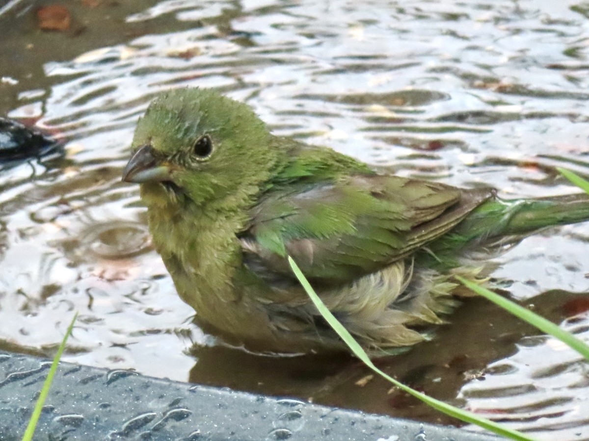 Painted Bunting - ML620151370