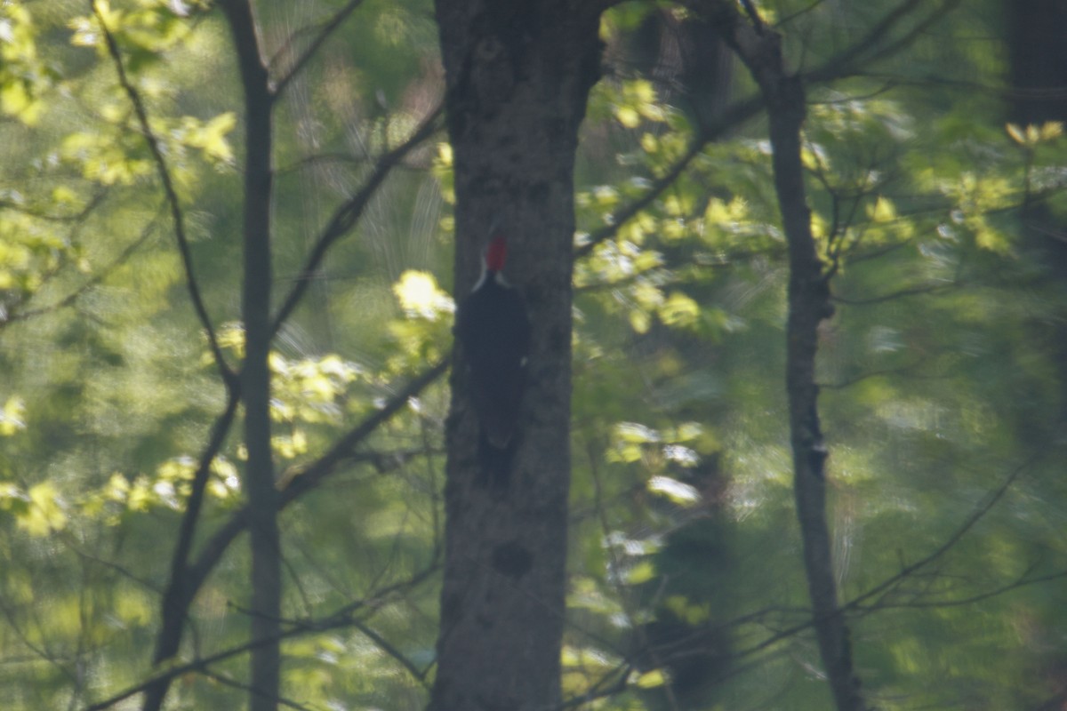 Pileated Woodpecker - ML620151373
