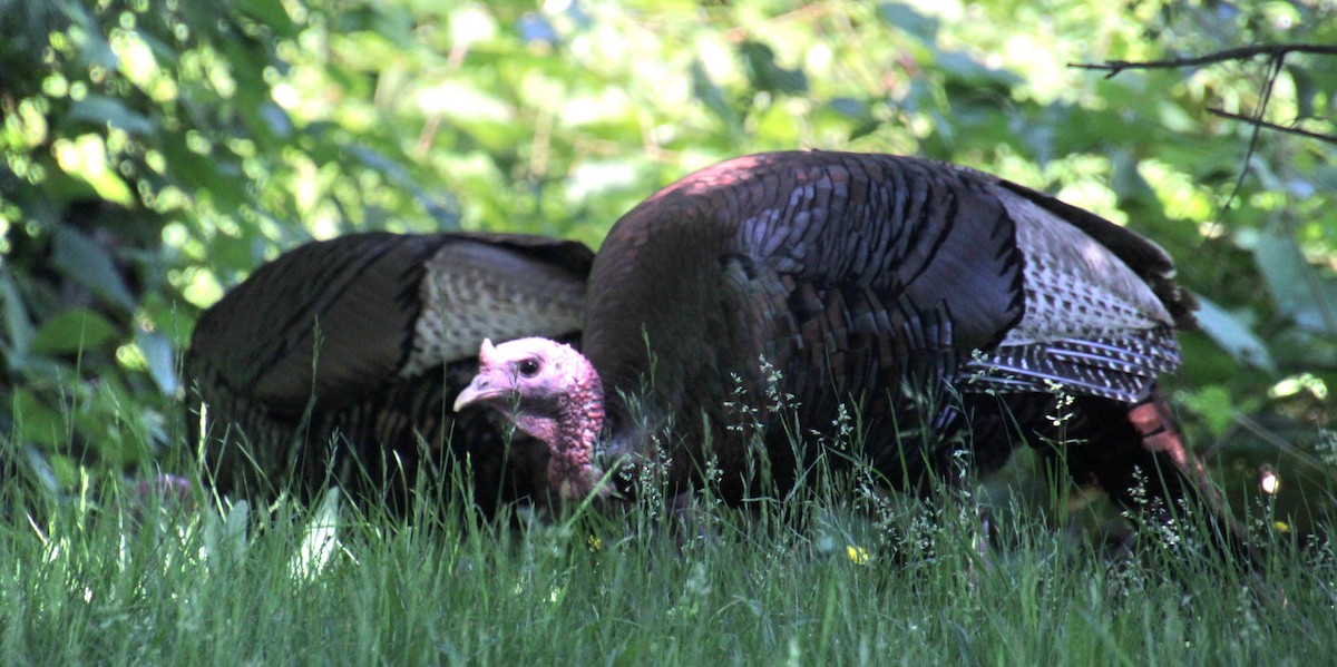 Wild Turkey - ML620151375