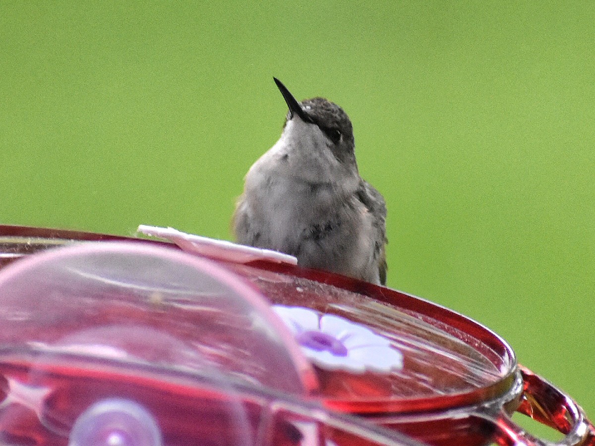 Ruby-throated Hummingbird - ML620151376