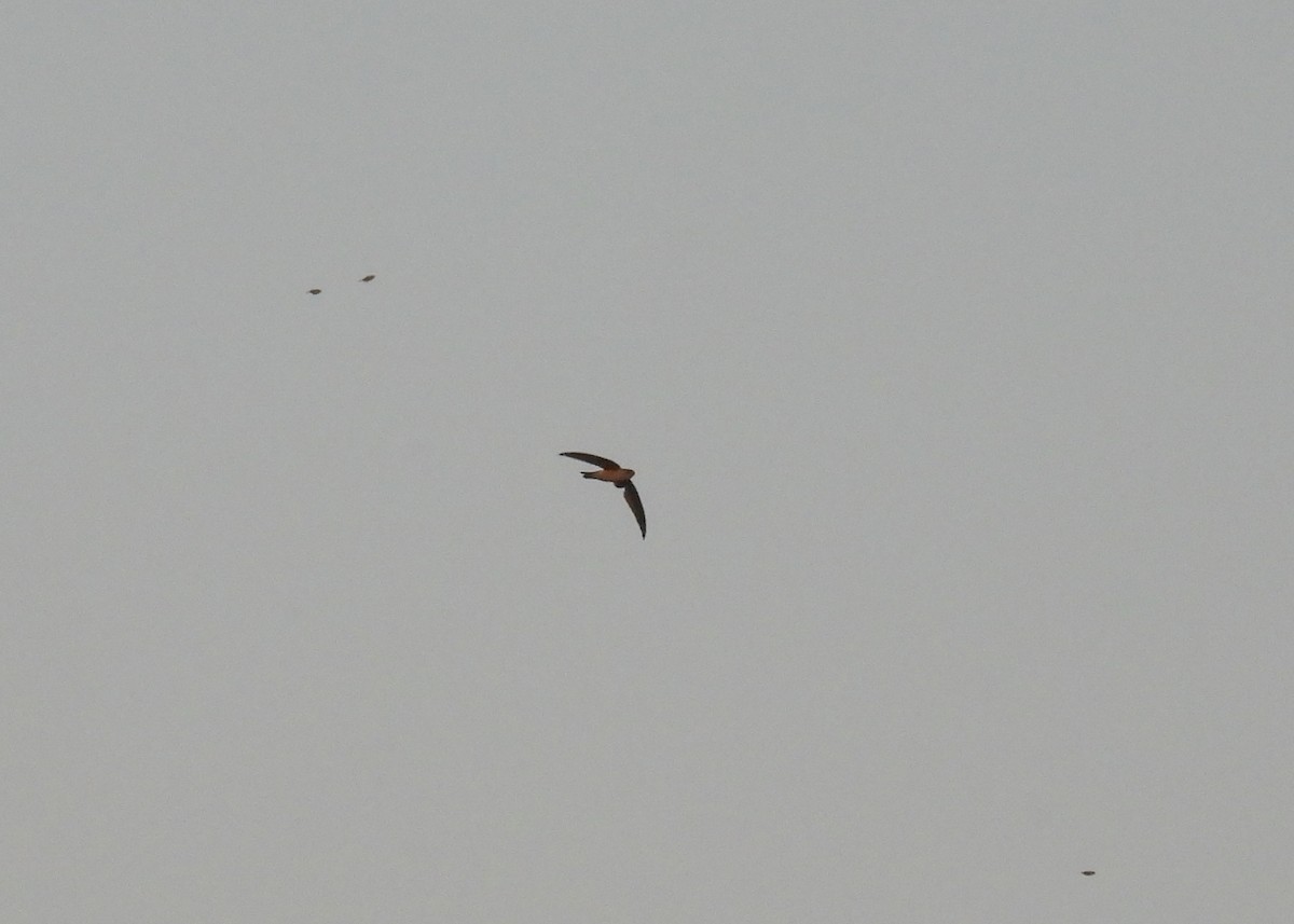 Himalayan Swiftlet - ML620151377