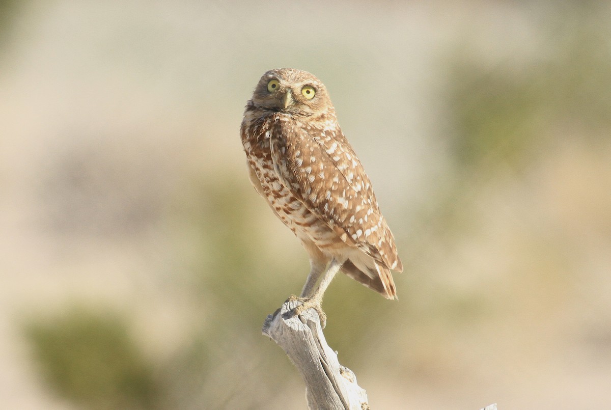 Burrowing Owl - ML620151384